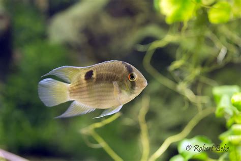 Keyhole cichlid - Cleithracara maronii | Akvaristika i teraristika