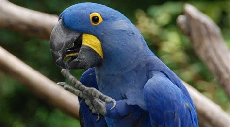 Saiba Tudo Sobre a Arara-azul - Casa dos Pássaros