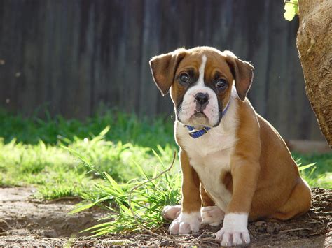 Boxer Puppy | Cute brown boxer puppy. Eight weeks old puppy.… | Flickr