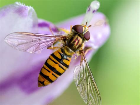 Hover Fly Information: Plants That Attract Hover Flies To The Garden | Insetos