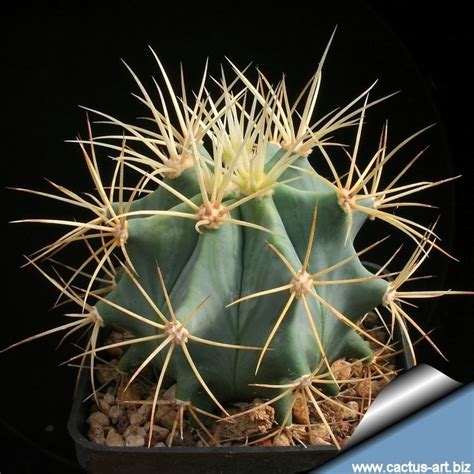 Ferocactus - Alchetron, The Free Social Encyclopedia