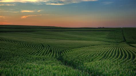 Sunset over green field of corn, Iowa, USA | Windows Spotlight Images