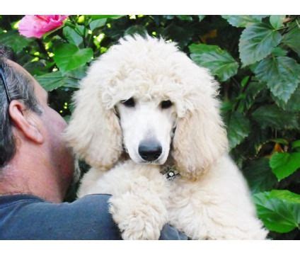 White Standard Poodles for Sale | Standard Poodle Puppies | White Female Standard Poodle Puppy ...