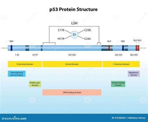 Protein Structure Cartoon