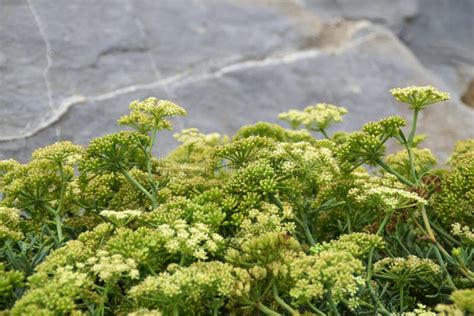 Sea fennel plant stock photo. Image of green, vegetable - 100018674