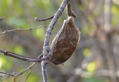 Hyalophora cecropia – Cecropia – Prairie Haven