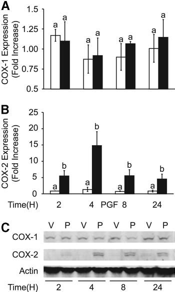 COX enzyme expression in Ishikawa cells. COX-1 expression (A) and COX-2... | Download Scientific ...