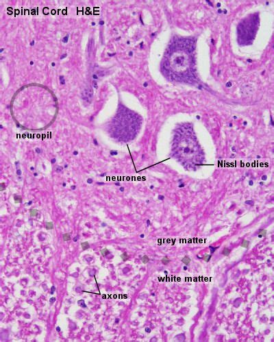 Spinal Cord: White Matter Glial cells and Neurons within Gray Matter | Histology - Spinal Cord ...