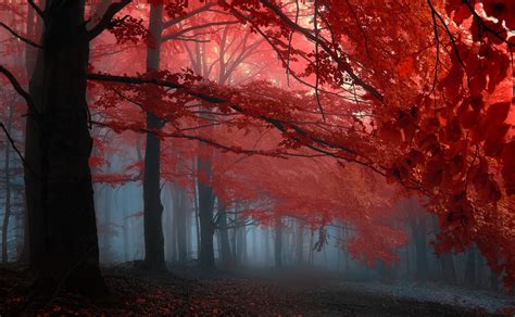 Enchanting Red Forest HD Wallpaper
