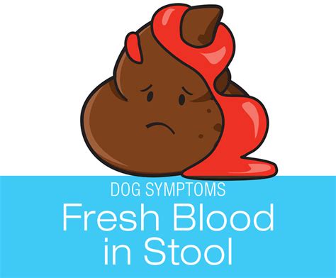 Blood in Dog Stool: Symptoms to Watch for in Your Dog