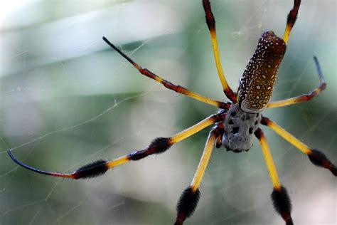 Field Notes and Photos: Banana Spiders & Swamp Hibiscus at the Crowley Nature Center