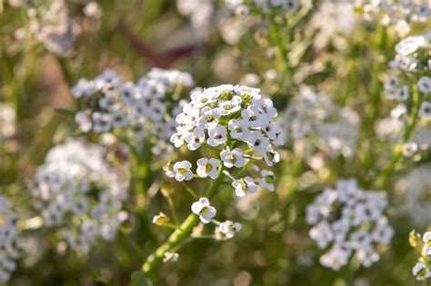 Growing Sweet Alyssum Flowers