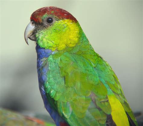 Red-capped parrot - ZooChat