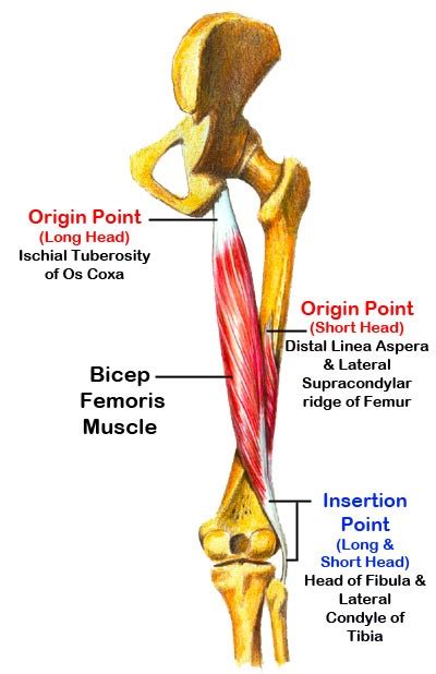 HAMSTRING MUSCLES ANATOMY - WHAT TO DO IF YOU PULL YOUR HAMSTRINGS