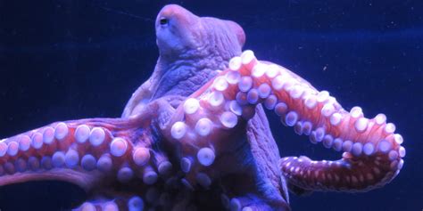 Octopus Escapes From New Zealand Aquarium