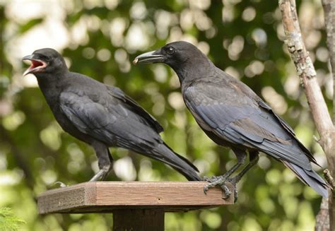 Of crows, cats and the preservation of sanity - Volusia Naturalist