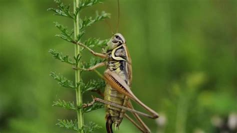 crickets silence sound effect - YouTube