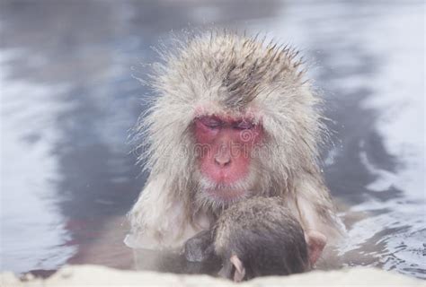 Snow Monkeys in Hot Springs of Nagano,Japan. Stock Photo - Image of relaxation, local: 61610092