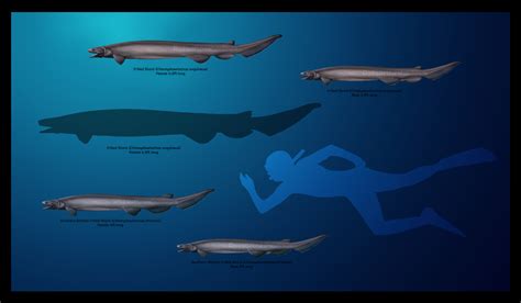 .: Frilled Shark, Chlamydoselachus Sp :. by roesoftheshadows on DeviantArt