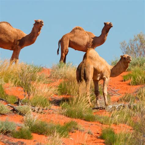 Feral Camels Rounded Up In Australian Outback And Sold, 45% OFF