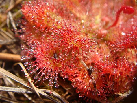 1000 Natural Wonders: #19 Australia's Flesh Eating Sundew