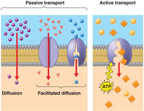 Cell Membrane And Transport Labeled - Transport Informations Lane