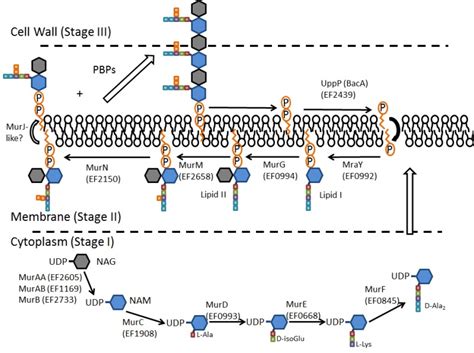 Figure 2. [Biosynthesis of peptidoglycan. The common...]. - Enterococci - NCBI Bookshelf