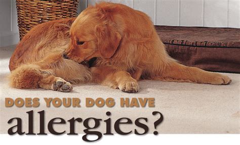 Dog Abc: Dog Eye Allergies