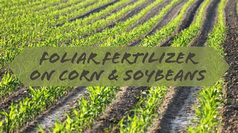 Foliar Fertilizer on Corn and Soybeans - YouTube