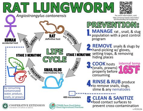 Rat Lungworm Disease - Is This Dangerous Parasite Near You?