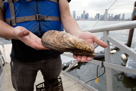 It’s the Biggest Oyster Found in New York in 100 Years. And It Has ...