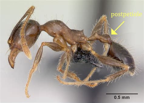 The Pheidole megacephala Compendium: How to identify Pheidole megacephala