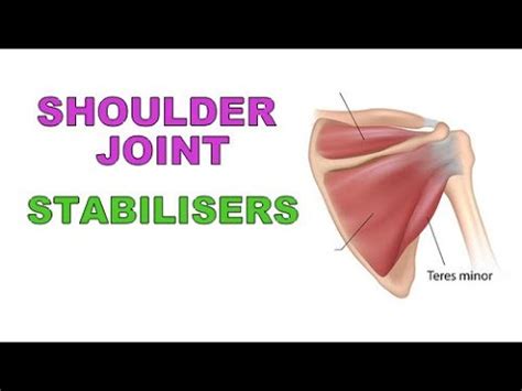 SHOULDER JOINT STABILIZERS - MUSCLES VS LIGAMENTS - YouTube