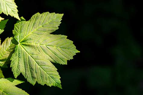 How to Identify Maple, Sycamore, and Sweetgum Leaves