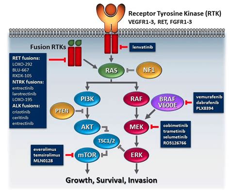 Anaplastic Thyroid Cancer Diagnosis - CancerWalls