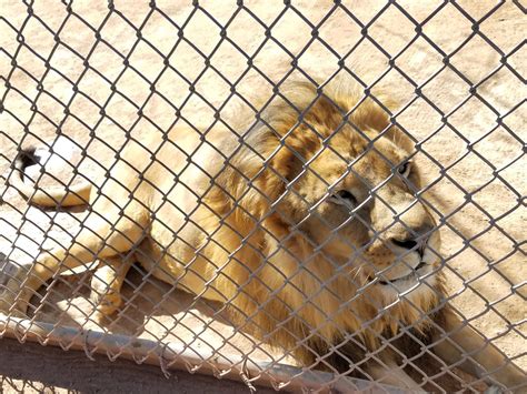 Lion Habitat Ranch – Adventures and Bucket List