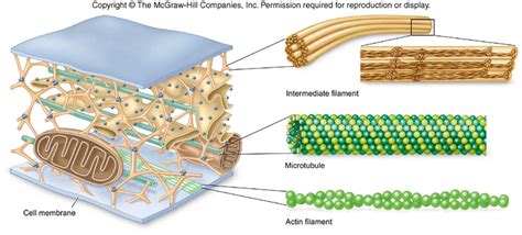 Cytoskeleton