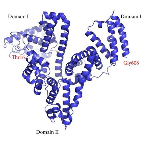 (a) AFP structure model. It exhibits a V-shaped structure, the domain I ...