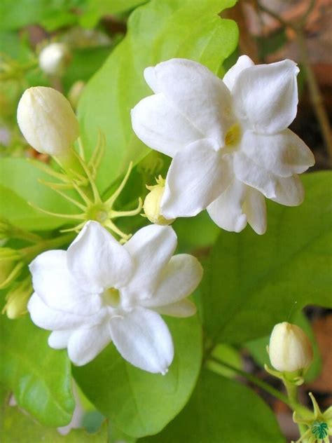 Buy Mogra - Beli Flower - Jasminum Sambac | Peppyflora®