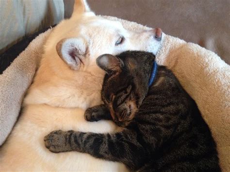 Dog and cat cuddles (Photo by Sarah L.) | Cat cuddle, Animal lover, Kittens and puppies