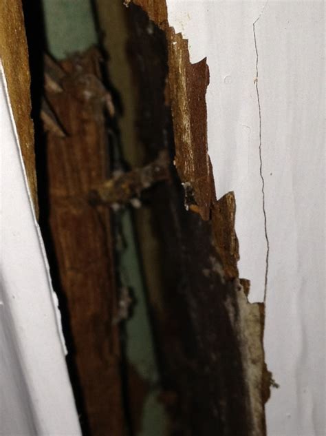 Carpenter ant damage: Is it structural? Envirocare Pest Control, LLC