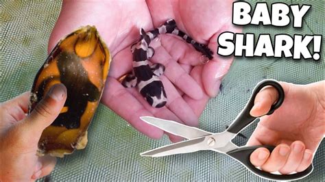 Finally HATCHING My SHARK EGG!! - YouTube