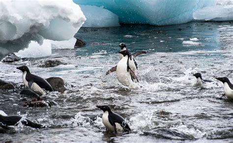 How Penguins Survive the Winter? - Bird Buddy Blog