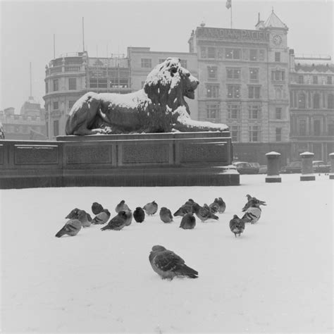 Fascinating Photos Show London's Pigeons Through The Years | Londonist