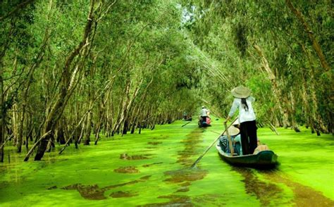 Trà Sư Melaleuca forests, Mekong delta, Vietnam