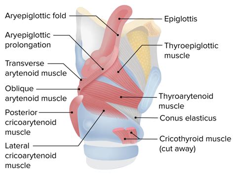 Larynx: Anatomy | Concise Medical Knowledge