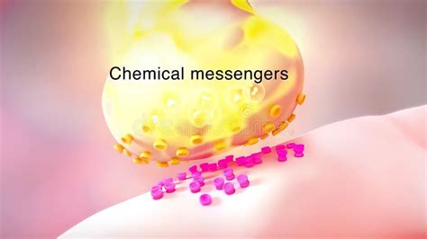 Neurotransmitters are Chemical Messengers in the Body Stock Illustration - Illustration of ...