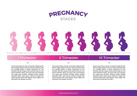 Pregnancy Progression Chart