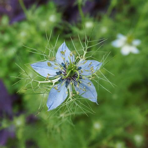 Ode to Nigella | Garden In Delight