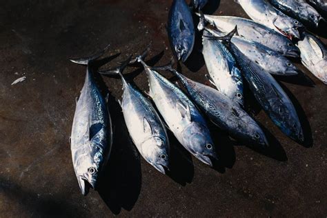 How Long is Tuna Fishing Season? (& Wicked Tuna Season) - Pontooners